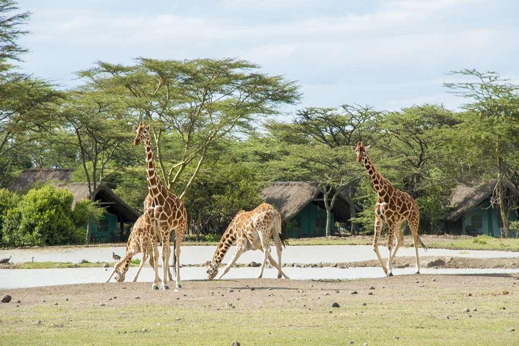 Sweetwaters Serena Camp Nanyuki Facilités photo