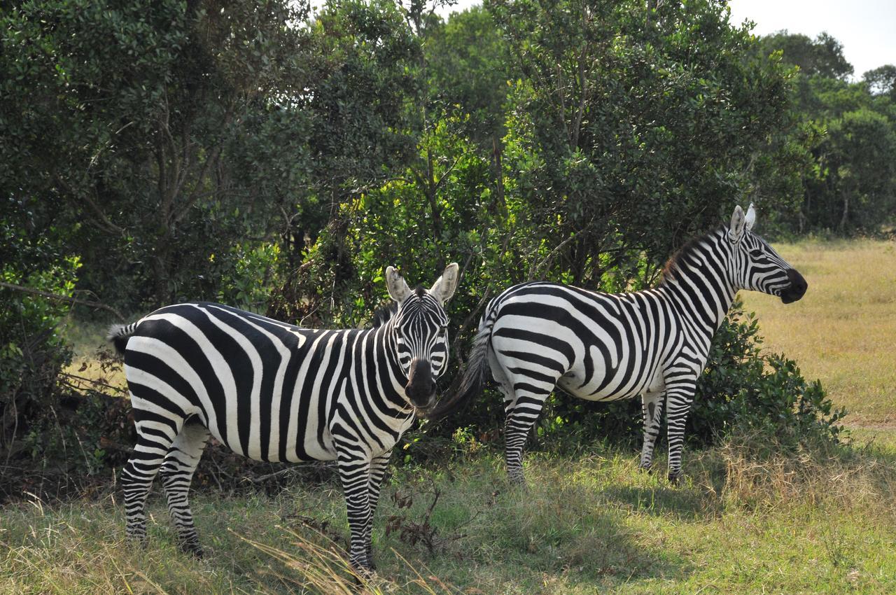 Sweetwaters Serena Camp Nanyuki Extérieur photo
